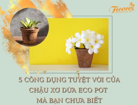 5 CÔNG DỤNG TUYỆT VỜI CỦA CHẬU XƠ DỪA ECO POT MÀ BẠN CHƯA BIẾT