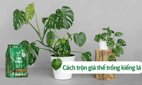 Cách trộn giá thể trồng kiểng lá: Mẹo hay nên biết