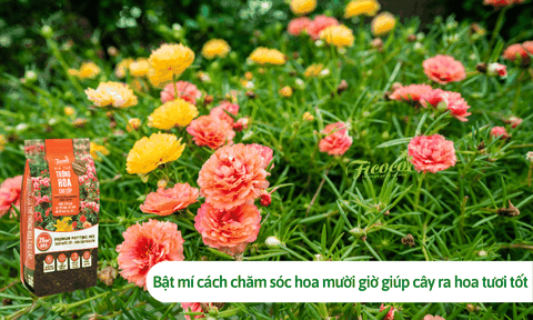 Bật mí cách chăm sóc hoa mười giờ giúp cây ra hoa tươi tốt