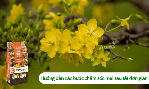 Chuyên gia Ficoco hướng dẫn cách chăm sóc cây mai trong chậu sau Tết