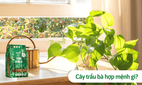 Trồng cây trầu bà hợp mệnh gì. Cách chăm sóc trầu bà tại nhà luôn tươi tốt