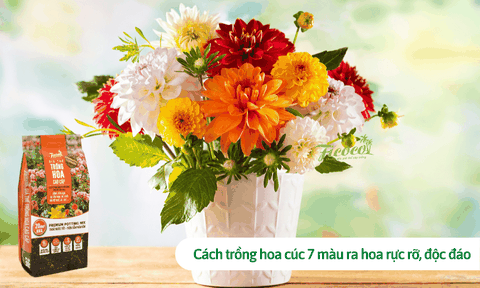 Cách trồng hoa cúc 7 màu ra hoa rực rỡ, độc đáo