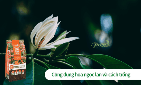 Bí mật công dụng hoa ngọc lan và cách trồng có thể bạn chưa biết