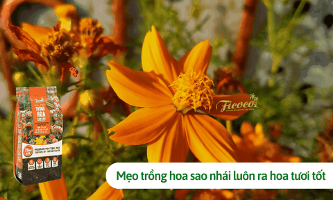 Mẹo trồng hoa sao nhái giúp cây luôn ra hoa tươi tốt