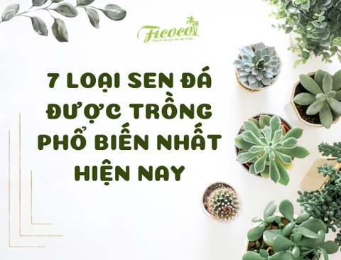 7 LOẠI SEN ĐÁ ĐƯỢC TRỒNG PHỔ BIẾN NHẤT HIỆN NAY