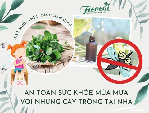 AN TOÀN SỨC KHỎE MÙA MƯA VỚI NHỮNG CÂY TRỒNG TẠI NHÀ