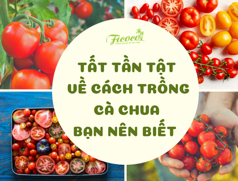 TẤT TẦN TẬT VỀ CÁCH TRỒNG CÀ CHUA TẠI NHÀ BẠN NÊN BIẾT