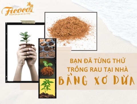 BẠN ĐÃ TỪNG THỬ TRỒNG RAU TẠI NHÀ BẰNG XƠ DỪA CHƯA?