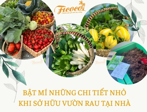 BẬT MÍ NHỮNG CHI TIẾT NHỎ KHI SỞ HỮU VƯỜN RAU TẠI NHÀ