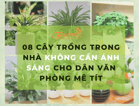 08 Cây trồng trong nhà không cần ánh sáng cho dân văn phòng