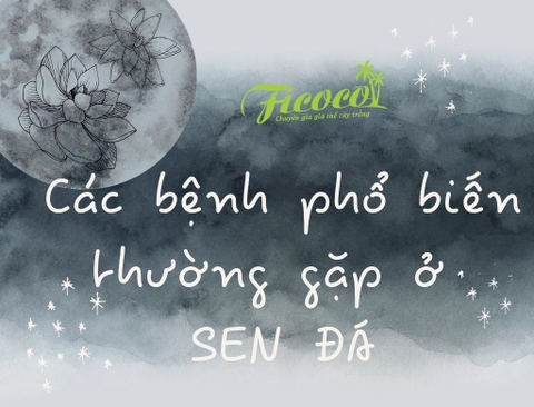 CÁC BỆNH PHỔ BIẾN THƯỜNG GẶP Ở SEN ĐÁ