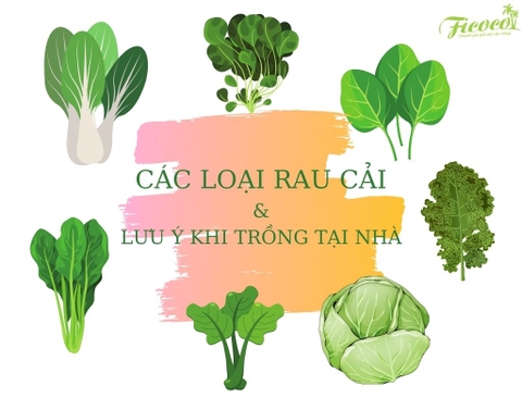 CÁC LOẠI RAU CẢI VÀ LƯU Ý KHI TRỒNG TẠI NHÀ