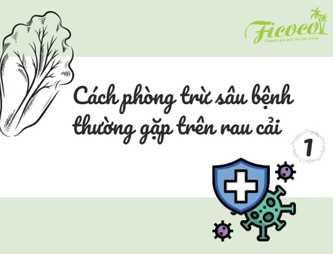 CÁC LOẠI SÂU BỆNH THƯỜNG GẶP VÀ CÁCH PHÒNG TRỪ TRÊN RAU CẢI - PHẦN 1