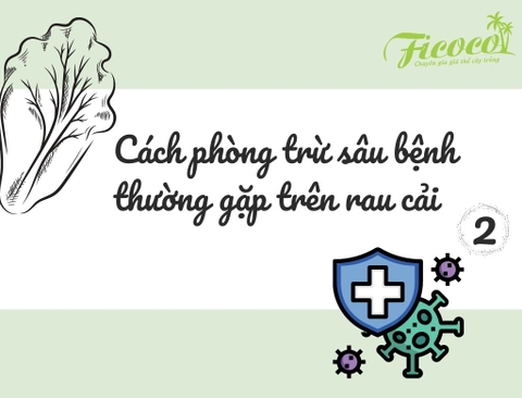 CÁC LOẠI SÂU BỆNH THƯỜNG GẶP VÀ CÁCH PHÒNG TRỪ TRÊN RAU CẢI - PHẦN 2