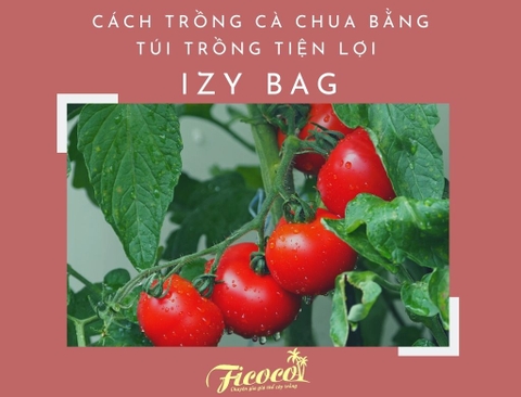 CÁCH TRỒNG CÀ CHUA BẰNG TÚI TRỒNG TIỆN LỢI IZY BAG