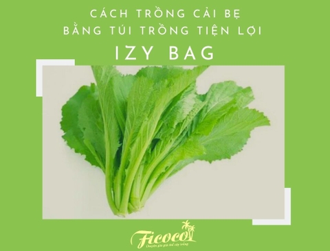 CÁCH TRỒNG CẢI BẸ BẰNG TÚI TRỒNG TIỆN LỢI IZY BAG