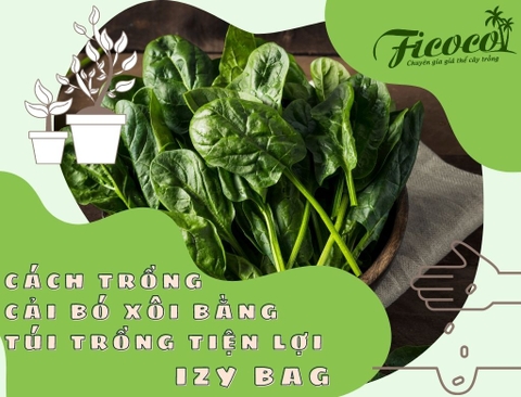 CÁCH TRỒNG CẢI BÓ XÔI BẰNG TÚI TRỒNG TIỆN LỢI IZY BAG