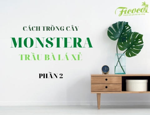 CÁCH TRỒNG CÂY MONSTERA - TRẦU BÀ XẺ LÁ - PHẦN 2