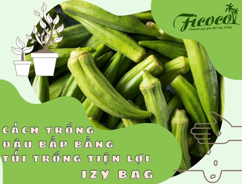 CÁCH TRỒNG ĐẬU BẮP BẰNG TÚI TRỒNG TIỆN LỢI IZY BAG