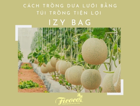 CÁCH TRỒNG DƯA LƯỚI BẰNG TÚI TRỒNG TIỆN LỢI IZYBAG