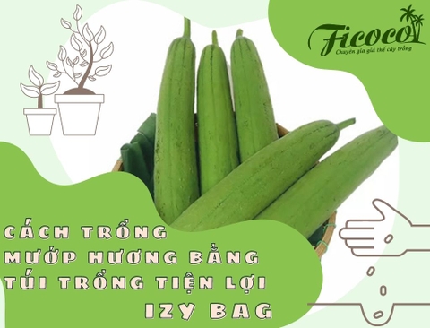 CÁCH TRỒNG MƯỚP HƯƠNG BẰNG TÚI TRỒNG TIỆN LỢI IZY BAG