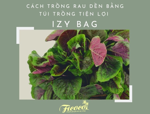 CÁCH TRỒNG RAU DỀN BẰNG TÚI TRỒNG TIỆN LỢI IZY BAG