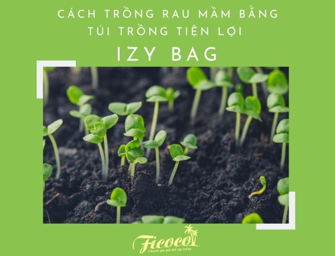 CÁCH TRỒNG RAU MẦM BẰNG TÚI TRỒNG TIỆN LỢI IZY BAG