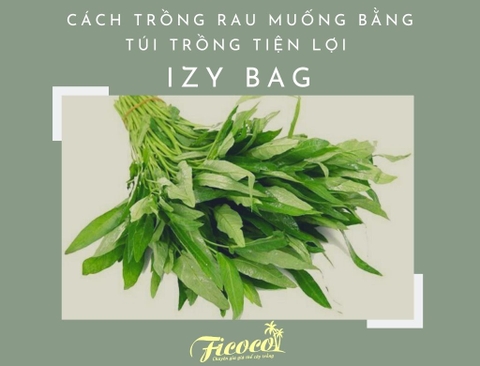 CÁCH TRỒNG RAU MUỐNG BẰNG TÚI TRỒNG TIỆN LỢI IZY BAG