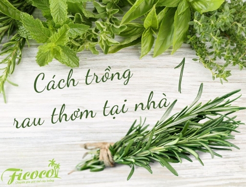 HƯỚNG DẪN TRỒNG RAU THƠM CỰC KÌ ĐƠN GIẢN TẠI NHÀ - PHẦN 1