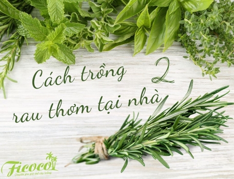 HƯỚNG DẪN TRỒNG RAU THƠM CỰC KÌ ĐƠN GIẢN TẠI NHÀ - PHẦN 2