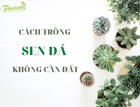 BẬT MÍ CÁCH TRỒNG SEN ĐÁ KHÔNG CẦN ĐẤT