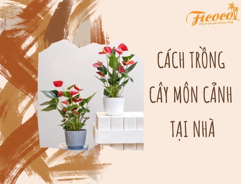 CÁCH TRỒNG VÀ CHĂM SÓC CÂY MÔN CẢNH TẠI NHÀ