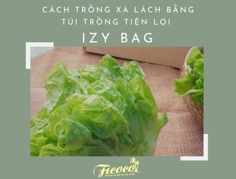 CÁCH TRỒNG XÀ LÁCH BẰNG TÚI TRỒNG TIỆN LỢI IZY BAG