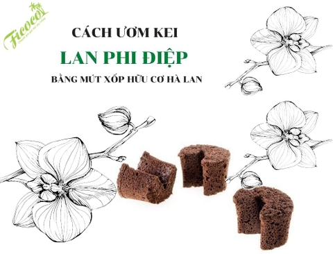 CÁCH ƯƠM KEI LAN PHI ĐIỆP BẰNG MÚT XỐP HỮU CƠ HÀ LAN