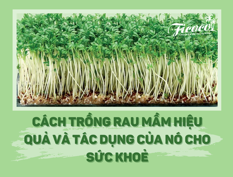 CÁCH TRỒNG RAU MẦM HIỆU QUẢ VÀ TÁC DỤNG CỦA NÓ VỚI SỨC KHOẺ