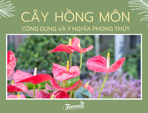 CÂY HỒNG MÔN - CÔNG DỤNG VÀ Ý NGHĨA PHONG THỦY