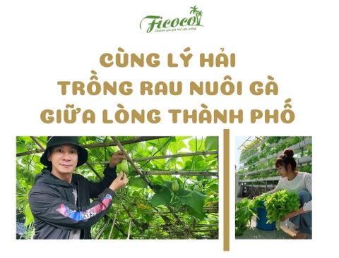 CÙNG LÝ HẢI TRỒNG RAU NUÔI GÀ GIỮA LÒNG THÀNH PHỐ