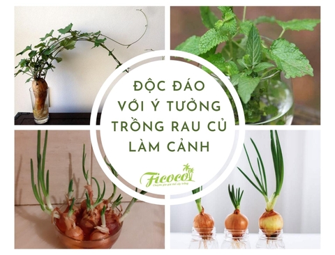 ĐỘC ĐÁO VỚI Ý TƯỞNG TRỒNG RAU CỦ LÀM CẢNH