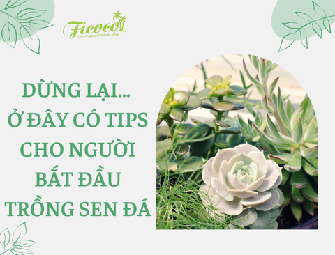 DỪNG LẠI… Ở ĐÂY CÓ TIPS CHO NGƯỜI BẮT ĐẦU TRỒNG SEN ĐÁ