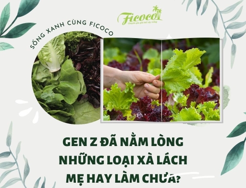 GEN Z ĐÃ NẰM LÒNG NHỮNG LOẠI XÀ LÁCH MẸ HAY LÀM CHƯA?