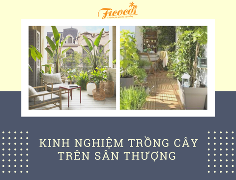 KINH NGHIỆM TRỒNG CÂY TRÊN SÂN THƯỢNG BẠN CẦN BIẾT