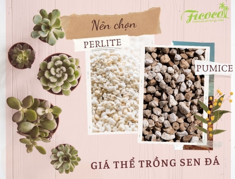 NÊN CHỌN PERLITE HAY PUMICE LÀM GIÁ THỂ TRỒNG SEN ĐÁ