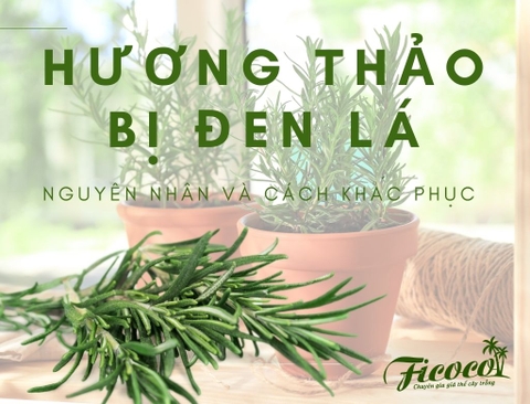 HƯƠNG THẢO BỊ ĐEN LÁ? NGUYÊN NHÂN VÀ CÁCH KHẮC PHỤC - PHẦN 2