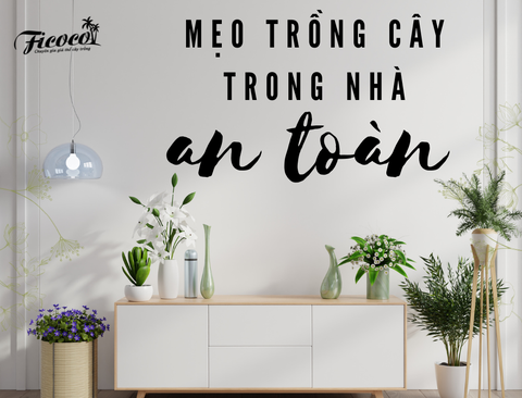 MẸO TRỒNG CÂY TRONG NHÀ AN TOÀN BẠN KHÔNG THỂ BỎ QUA