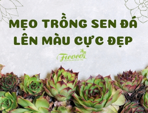 MẸO TRỒNG SEN ĐÁ LÊN MÀU CỰC ĐẸP