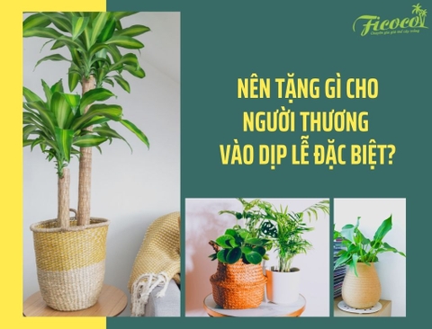 NÊN TẶNG GÌ CHO NGƯỜI THƯƠNG VÀO DỊP LỄ ĐẶC BIỆT?