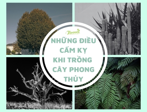 NHỮNG ĐIỀU CẤM KỴ KHI TRỒNG CÂY PHONG THỦY