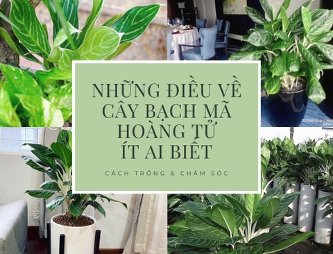 Những điều về cây Bạch mã hoàng tử ít ai biết - Phần 1