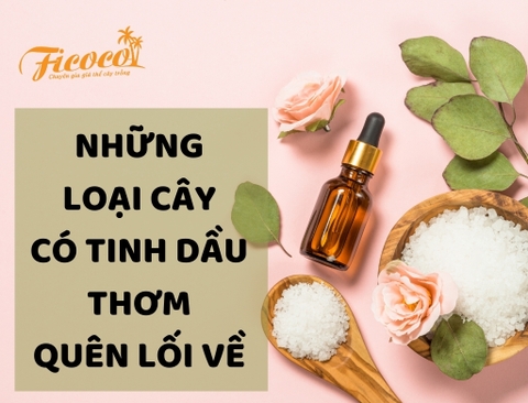 7 LOẠI CÂY CHỨA TINH DẦU THƠM QUÊN LỐI VỀ - PHẦN 2