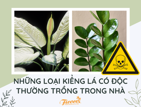 NHỮNG LOẠI KIỂNG LÁ CÓ ĐỘC THƯỜNG TRỒNG TRONG NHÀ